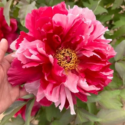Cắt phân loại hoa